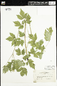 Actaea rubra image