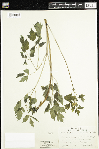 Actaea rubra image