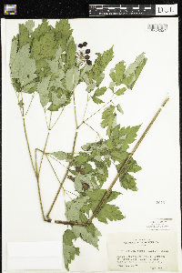 Actaea rubra image