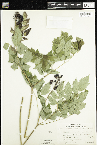 Actaea rubra image