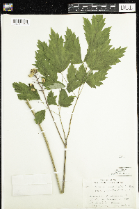 Actaea rubra f. neglecta image