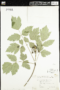 Actaea rubra f. neglecta image