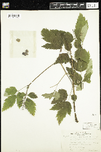 Actaea rubra f. neglecta image