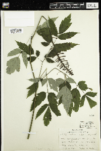 Media resource of Actaea pachypoda