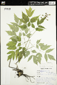 Actaea pachypoda image