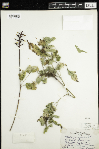 Actaea pachypoda image