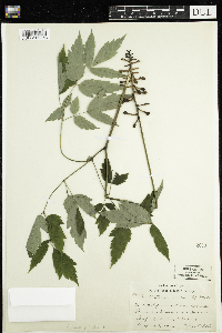 Actaea pachypoda image