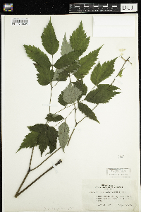 Actaea pachypoda image