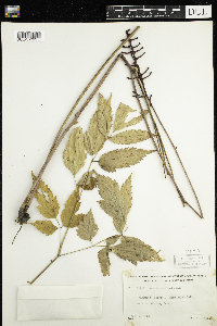 Actaea pachypoda image
