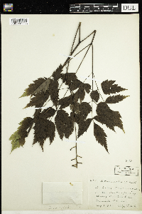 Actaea pachypoda image