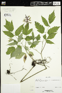 Actaea pachypoda image