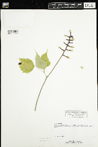 Actaea pachypoda image