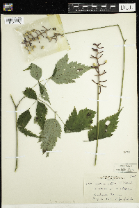Actaea pachypoda image