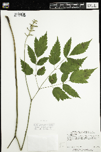 Actaea pachypoda image
