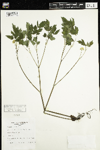 Actaea pachypoda image