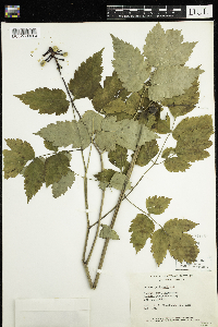 Actaea pachypoda image