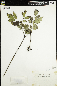 Actaea rubra image
