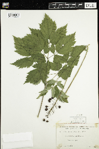 Actaea rubra image