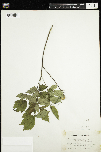 Actaea rubra f. neglecta image