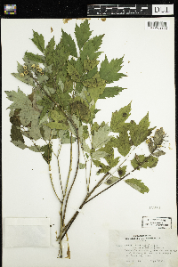 Actaea rubra f. neglecta image