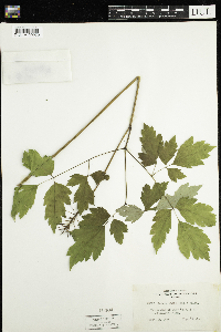 Actaea rubra image