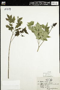 Actaea rubra image