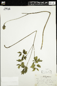 Actaea rubra image