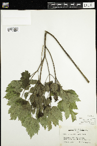 Actaea rubra image