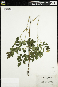 Actaea rubra image