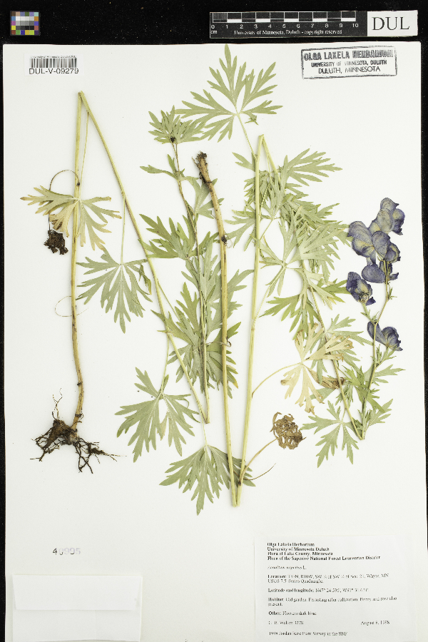 Aconitum napellus image
