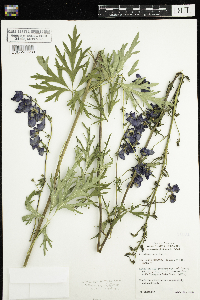 Aconitum napellus image