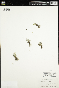 Media resource of Primula angustifolia
