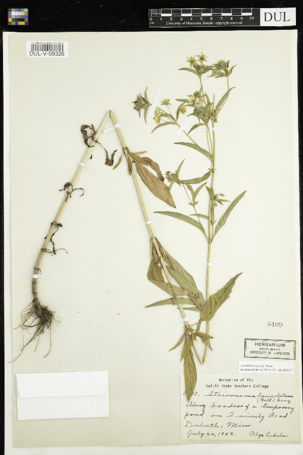 Lysimachia lanceolata image