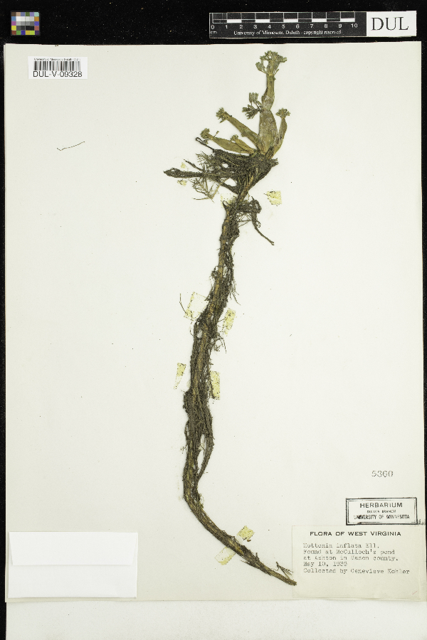 Hottonia inflata image