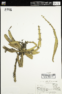 Hottonia inflata image