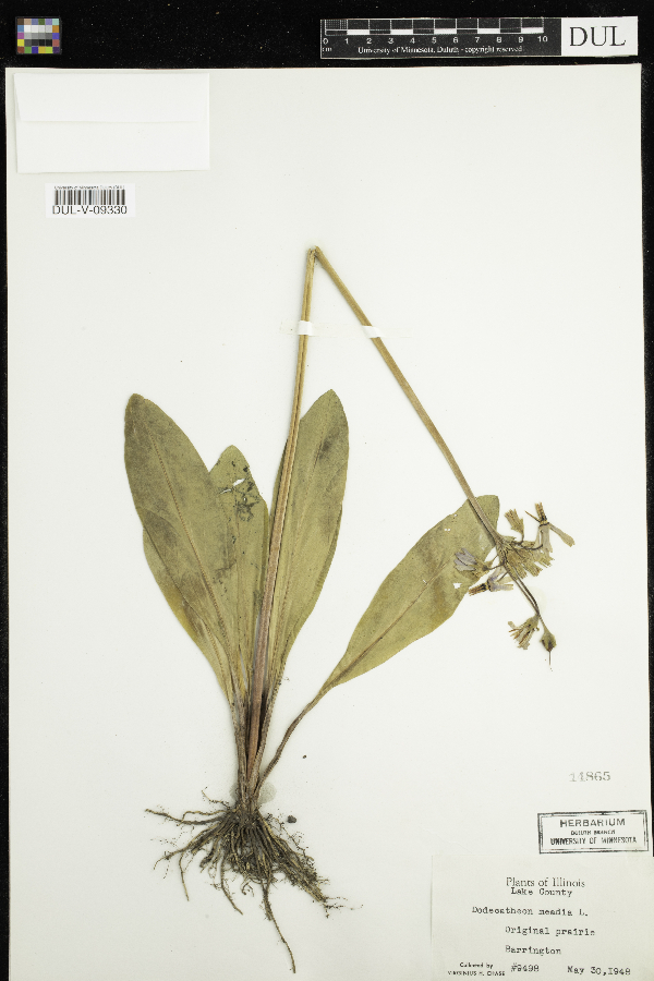 Dodecatheon meadia image