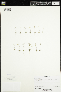 Androsace occidentalis image