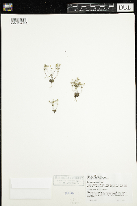 Androsace occidentalis image