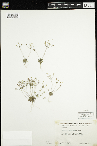 Androsace occidentalis image