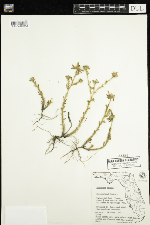 Portulaca pilosa image