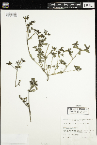 Portulaca oleracea image