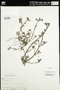 Portulaca oleracea image