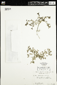 Portulaca oleracea image