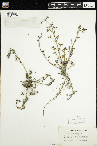 Portulaca oleracea image