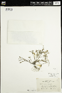 Portulaca oleracea image