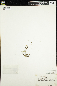 Portulaca oleracea image