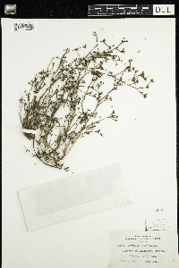 Portulaca oleracea image