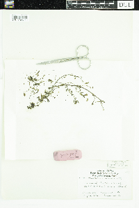 Portulaca oleracea image