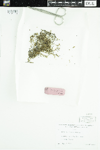 Portulaca oleracea image