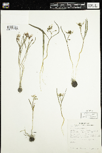 Claytonia virginica image